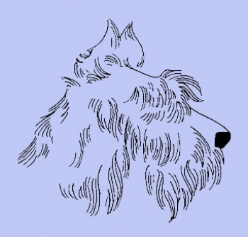 Terrier Kopf / Hund