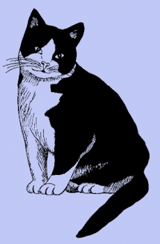 Schwarzweiße Katze