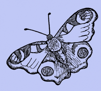 Pfauenauge / Schmetterling
