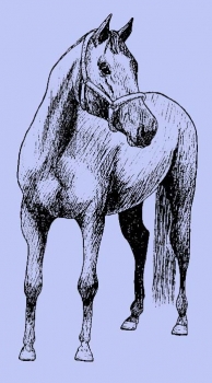 Pferd Front