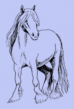 Falbe  / Pferd