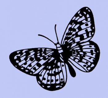 Bunter Flattermaxe / Schmetterling