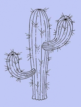 Kleiner Kaktus