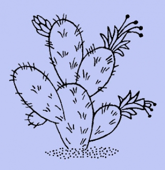 Knubbeliger Kaktus
