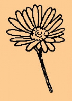 Mini Daisy / Gänseblümchen