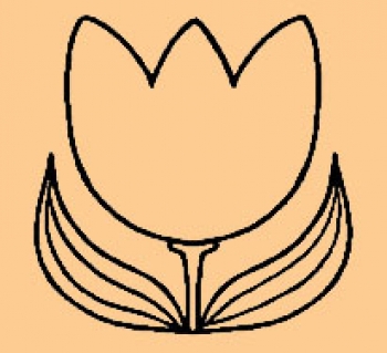 Mini breite Tulpe
