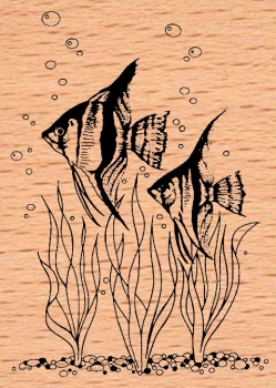 Algenfische