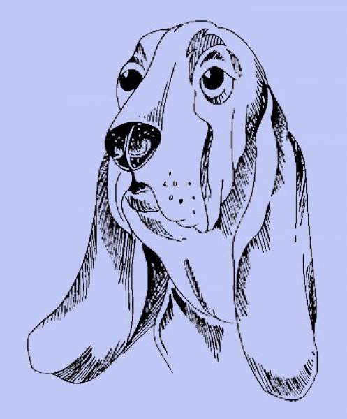 Bassett Kopf / Hund