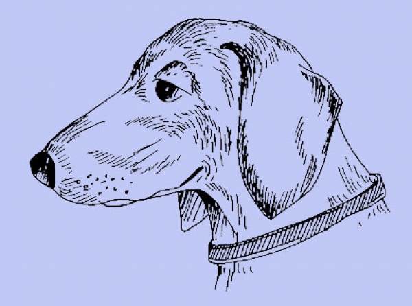 Dackel Kopf / Hund