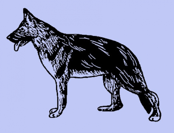 Schäferhund