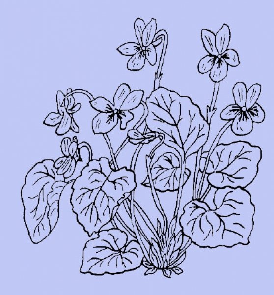 Wildes Stiefmütterchen