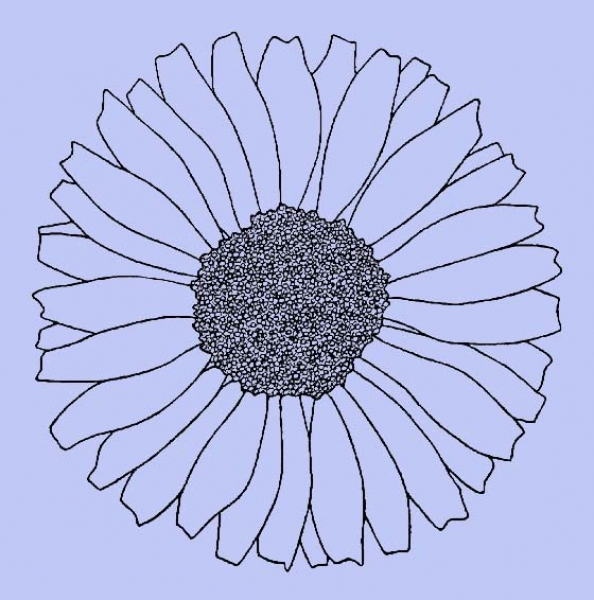 Sonnenblüte