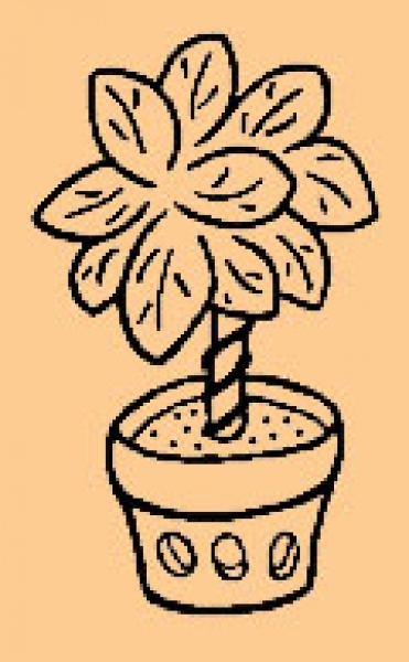 Mini Buchsbaum