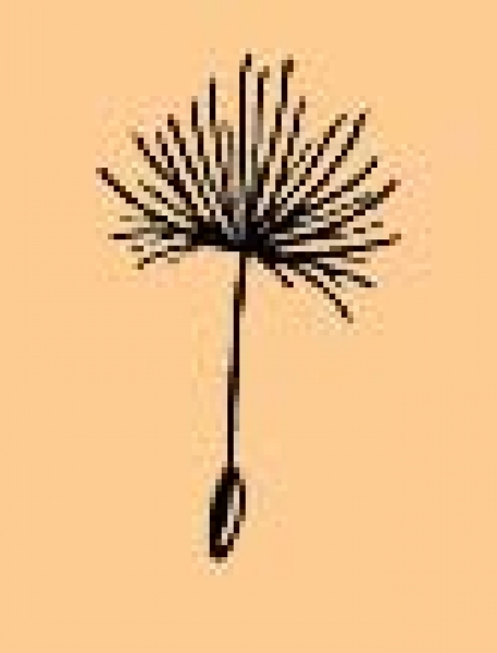 Mini Pusteblumen Samen