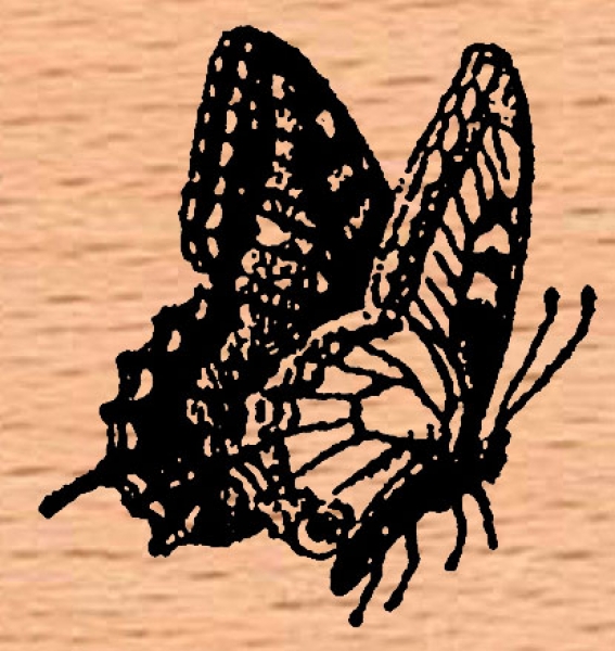 Schmetterling Seite