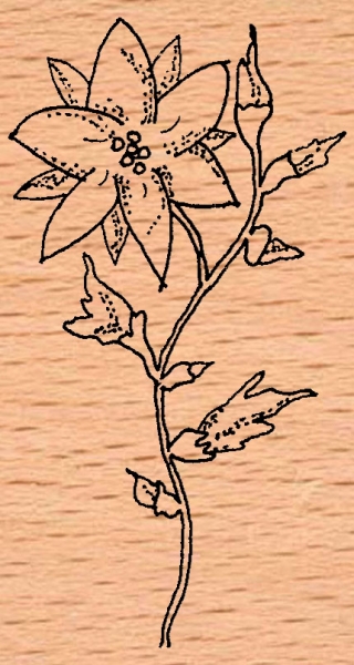 Zarte Blume